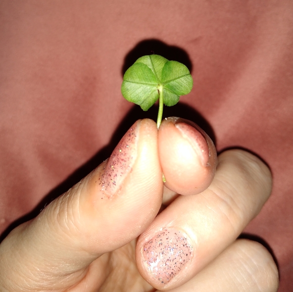 🍀 WILD 5 Five Leaf Clover Rare REAL Just 4U Found 4/23/23 USA yard Lucky Rose - Picture 5 of 17